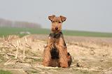 WELSH TERRIER 053